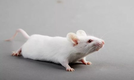 Лабораторная мышь (фото из открытых источников)