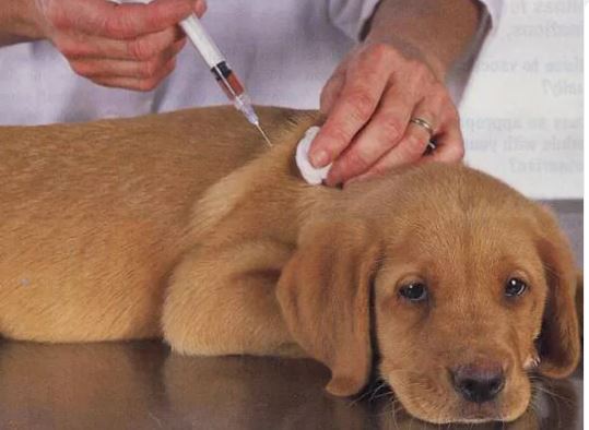 В России создана вакцина от коронавируса для животных (фото из открытых источников)