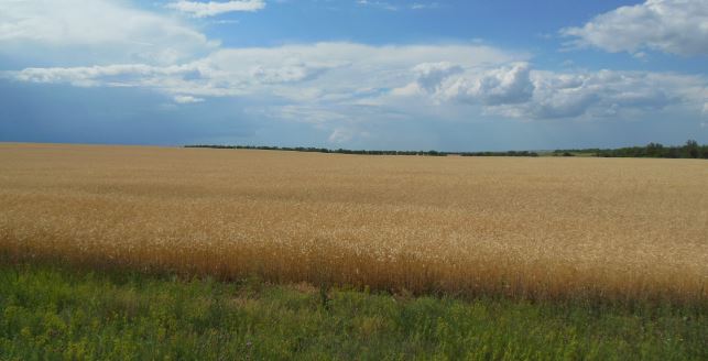 Минсельхоз дал предварительный прогноз по урожаю зерна (фото РОСГОД)