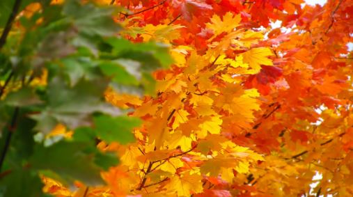 Погода в октябре: в первой половине месяца наступит золотая осень (иллюстрация из открытых источников)
