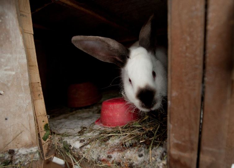 Кролик на даче (иллюстрация - фото ria.ru)